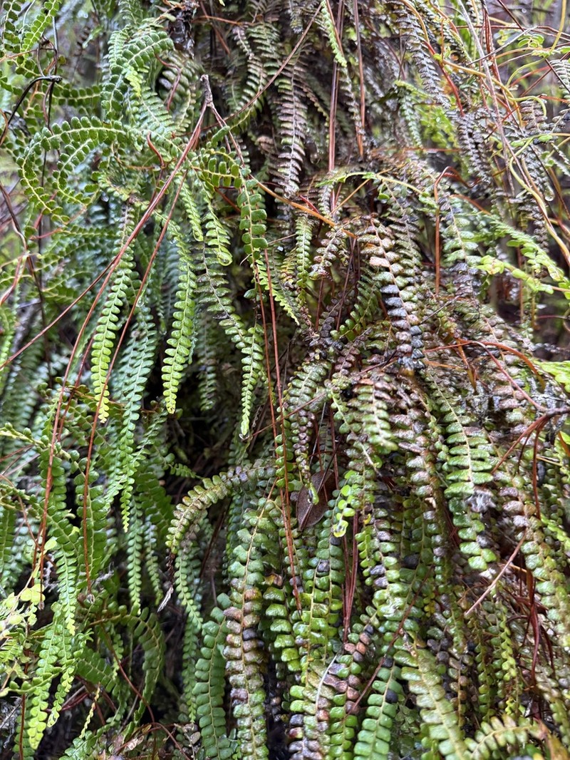 Border Creepingfern photo 8
