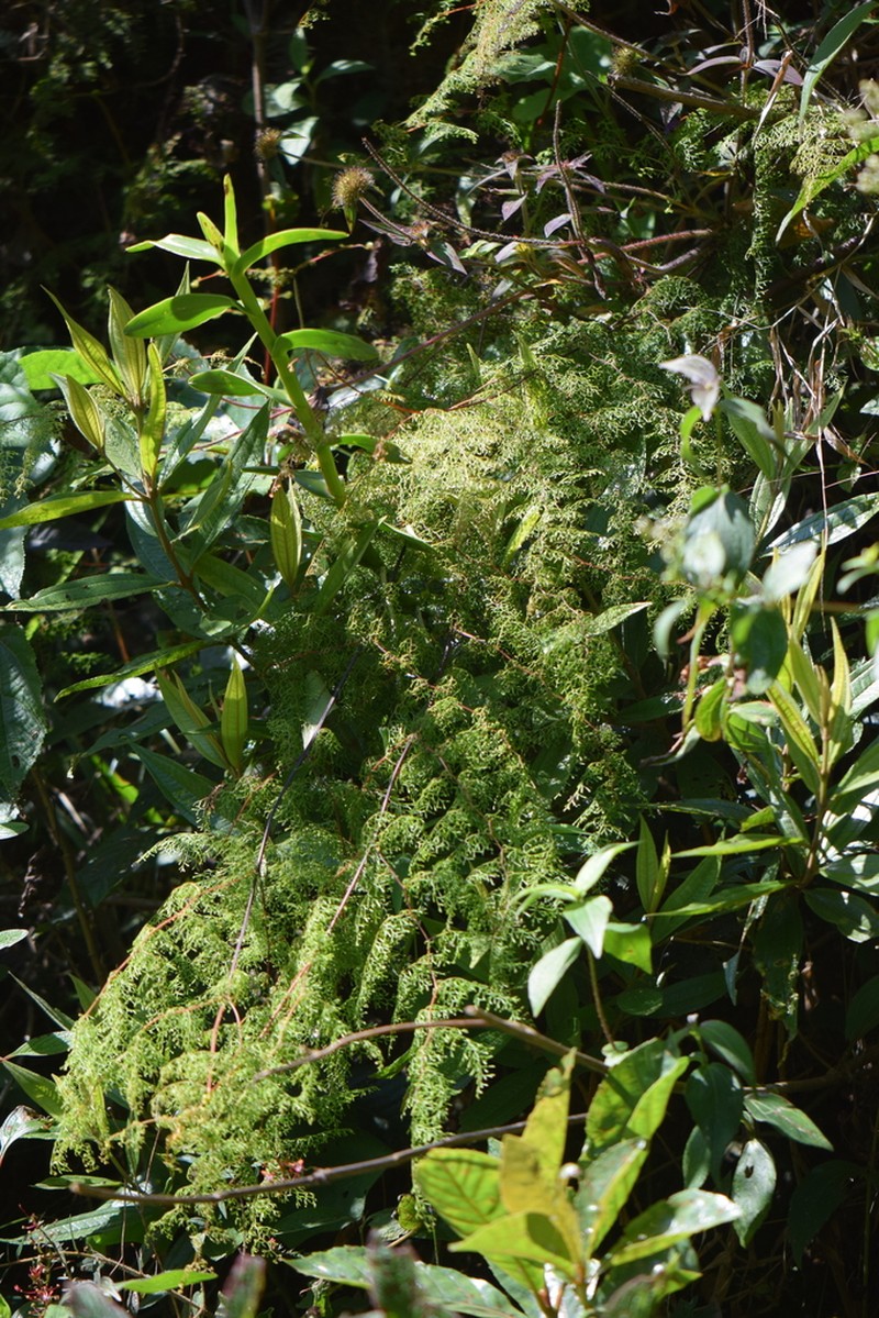 Odontosoria schlechtendalii
