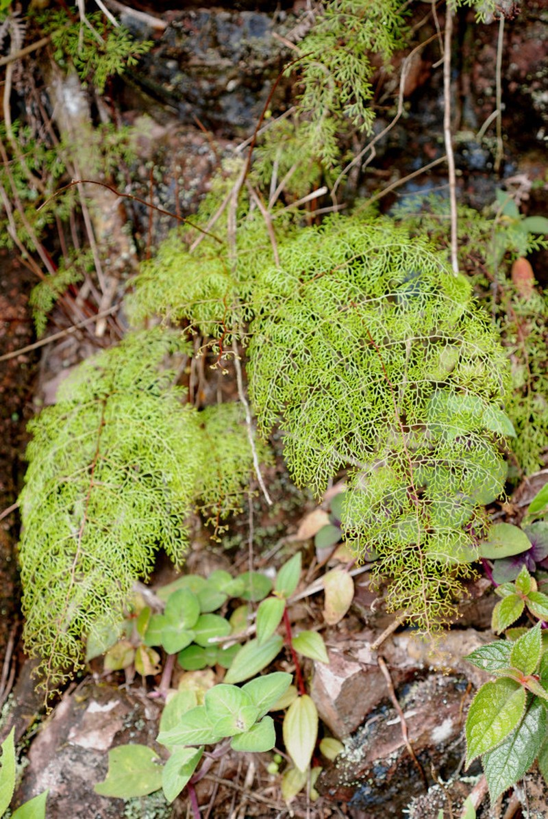 Odontosoria schlechtendalii photo 2