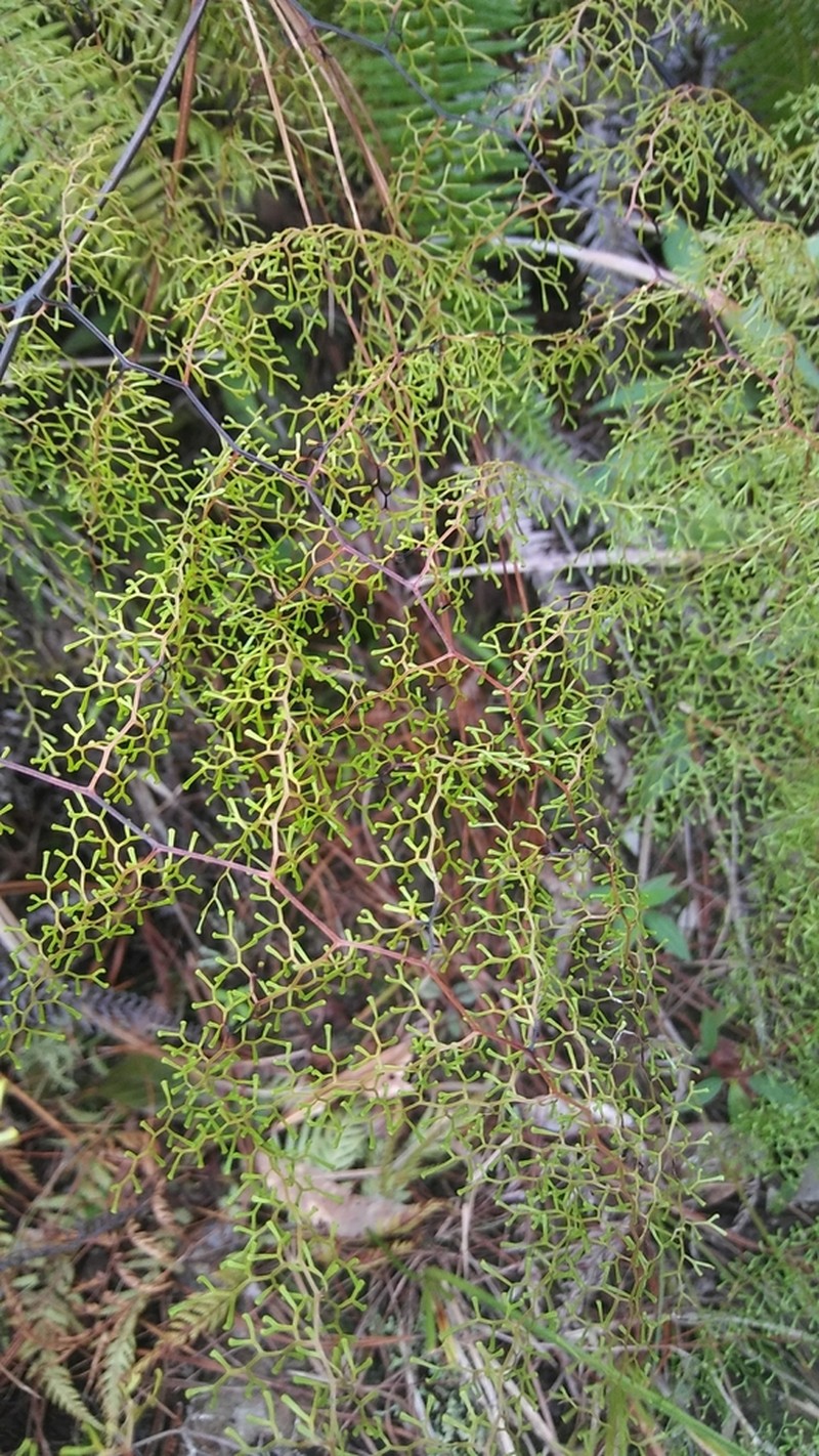 Odontosoria schlechtendalii photo 3