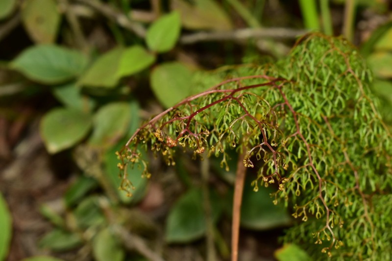 Odontosoria schlechtendalii photo 4