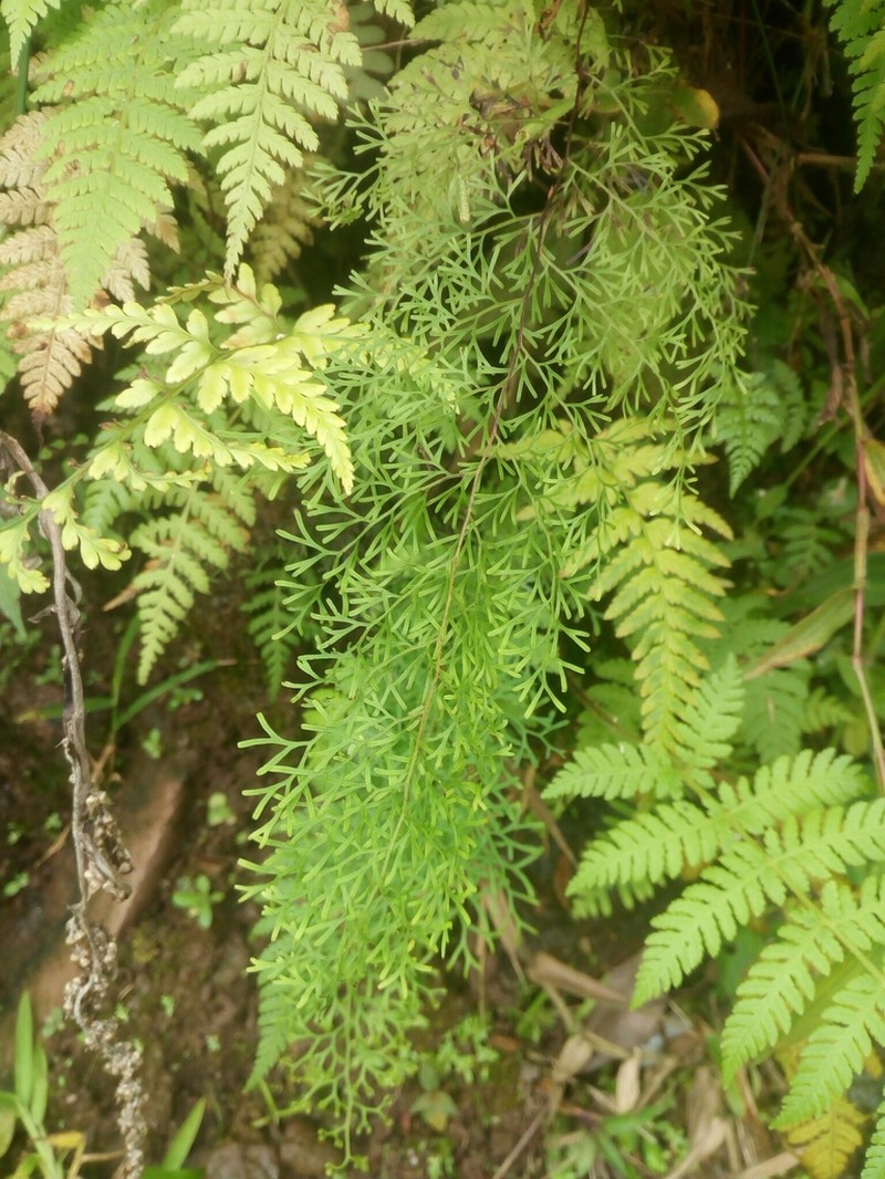 Odontosoria schlechtendalii photo 5