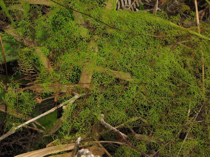 Odontosoria schlechtendalii photo 7