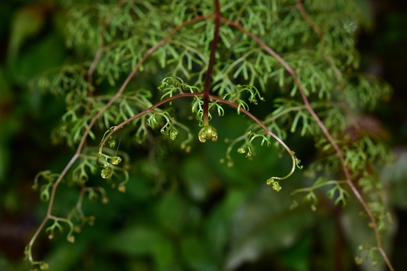 Odontosoria schlechtendalii photo 8