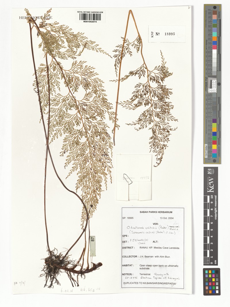 Odontosoria veitchii
