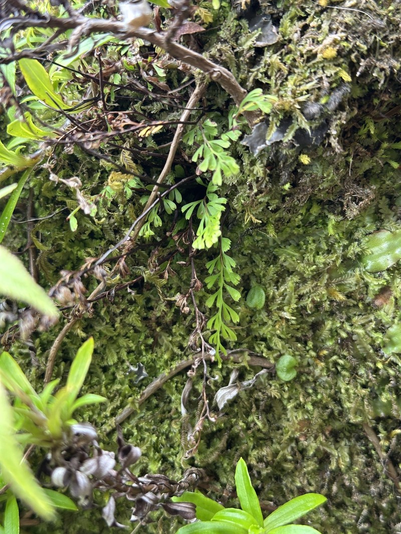 Odontosoria viridis