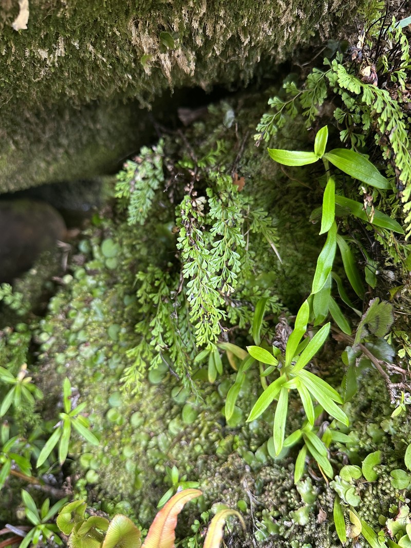 Odontosoria viridis photo 2