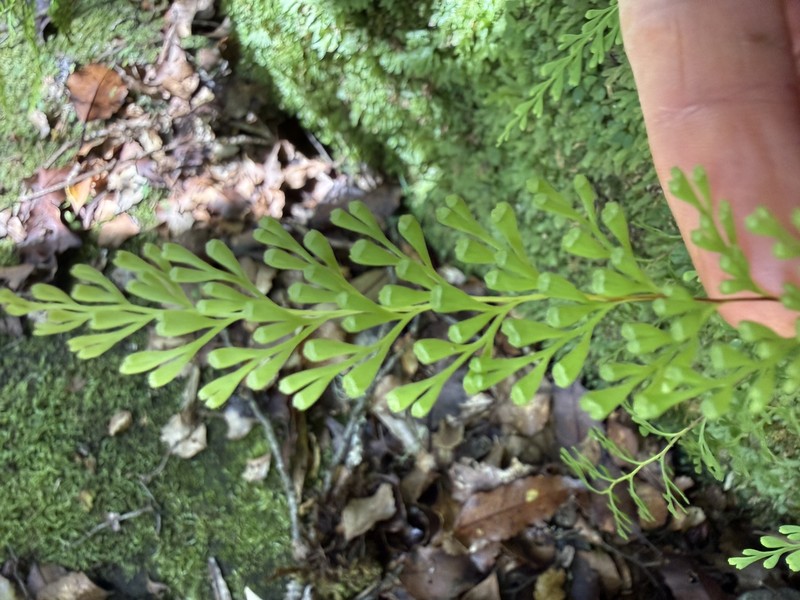 Odontosoria viridis photo 3