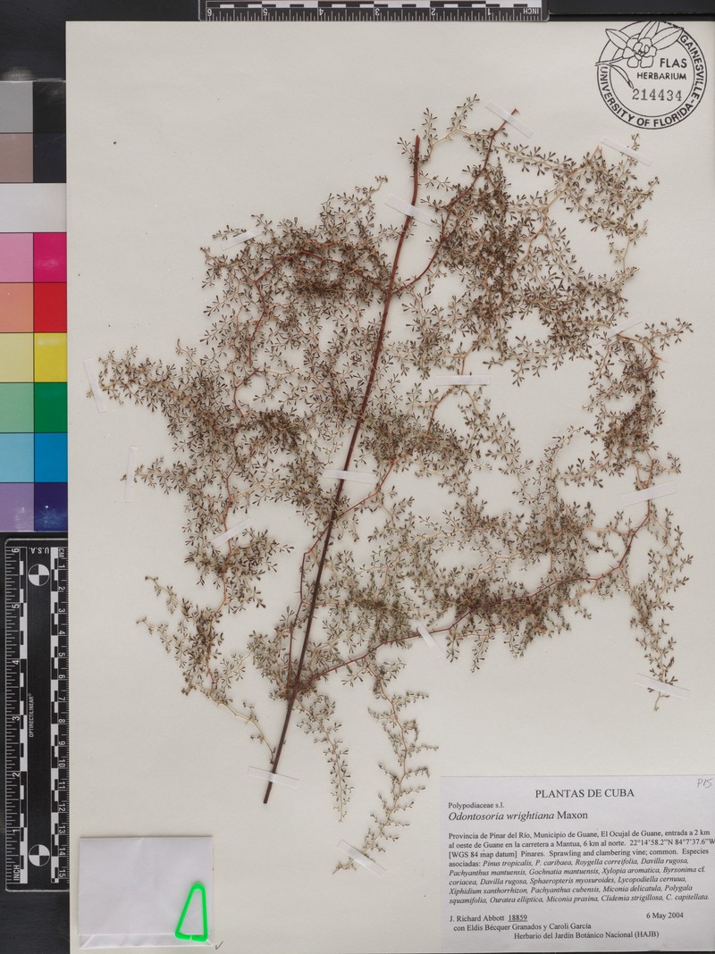 Odontosoria wrightiana photo 2