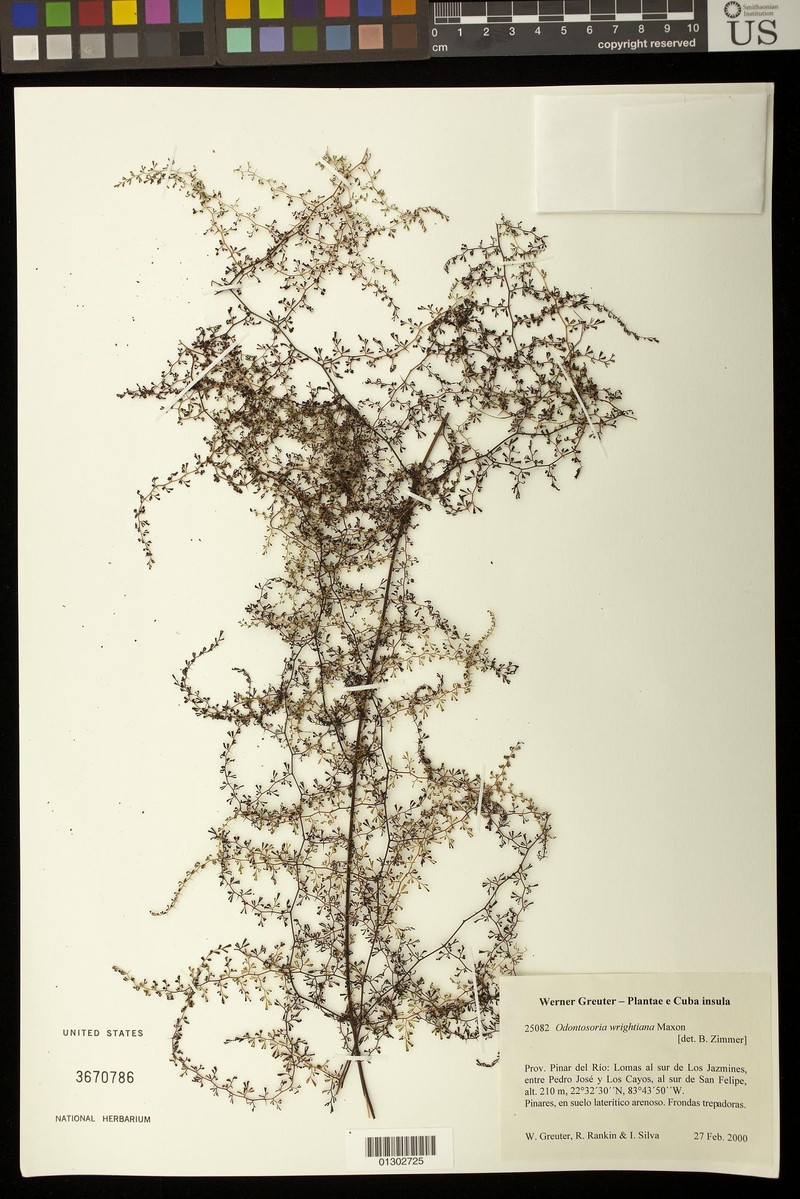 Odontosoria wrightiana photo 3