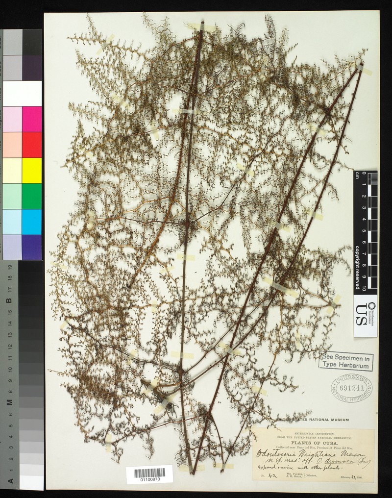 Odontosoria wrightiana