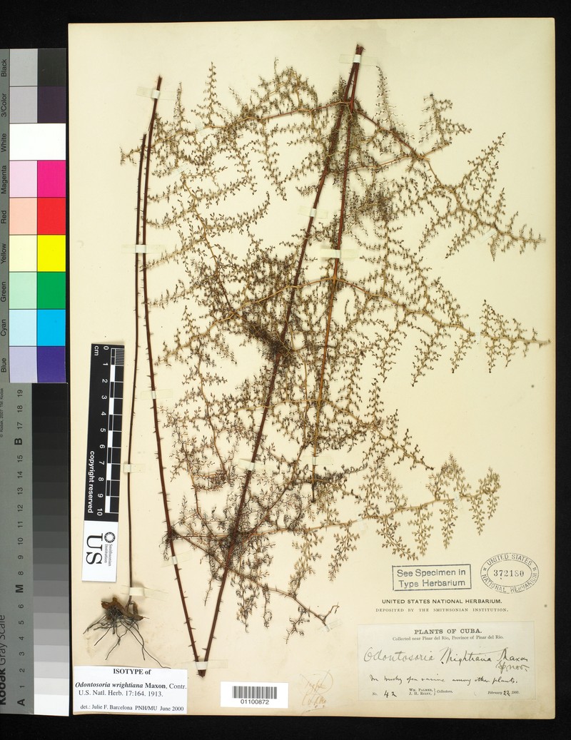 Odontosoria wrightiana photo 4