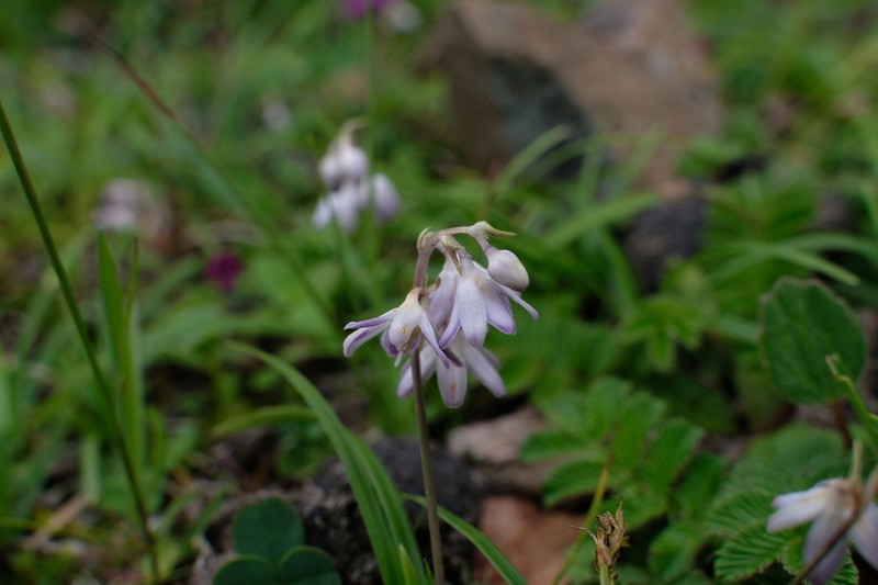 Odontostemma barbatum photo 2