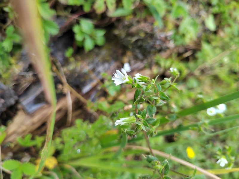 Odontostemma barbatum photo 4