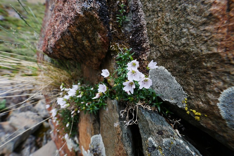 Odontostemma barbatum photo 5