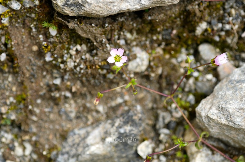 Odontostemma barbatum photo 7