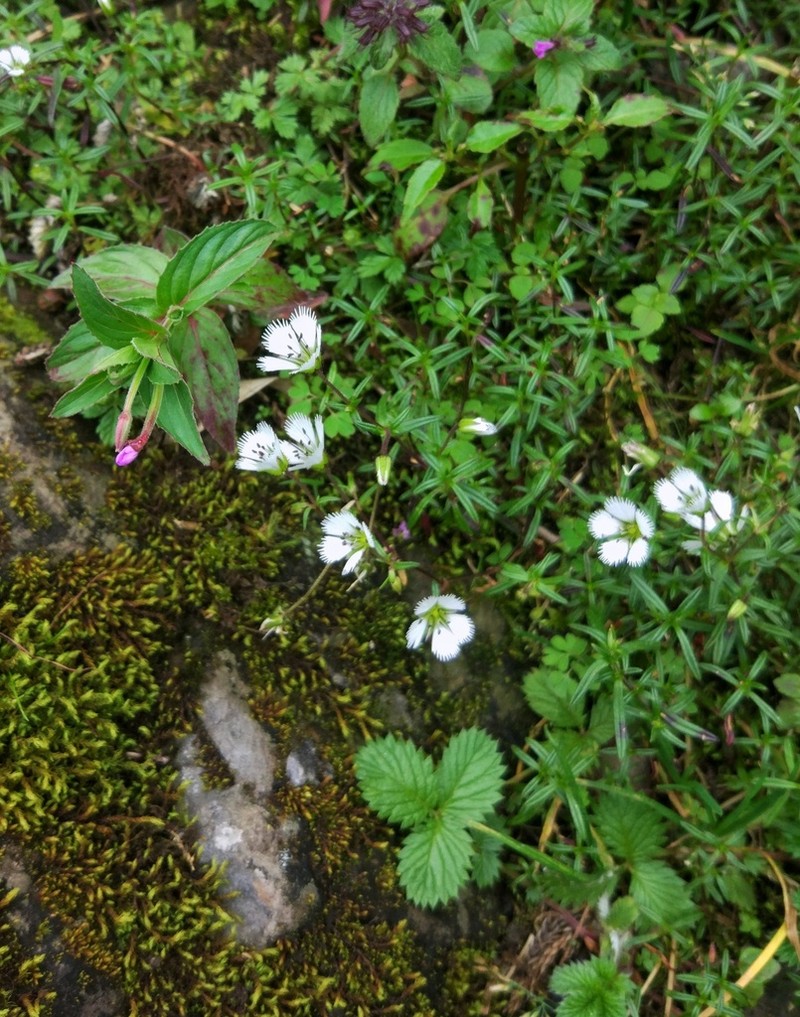 Odontostemma delavayi