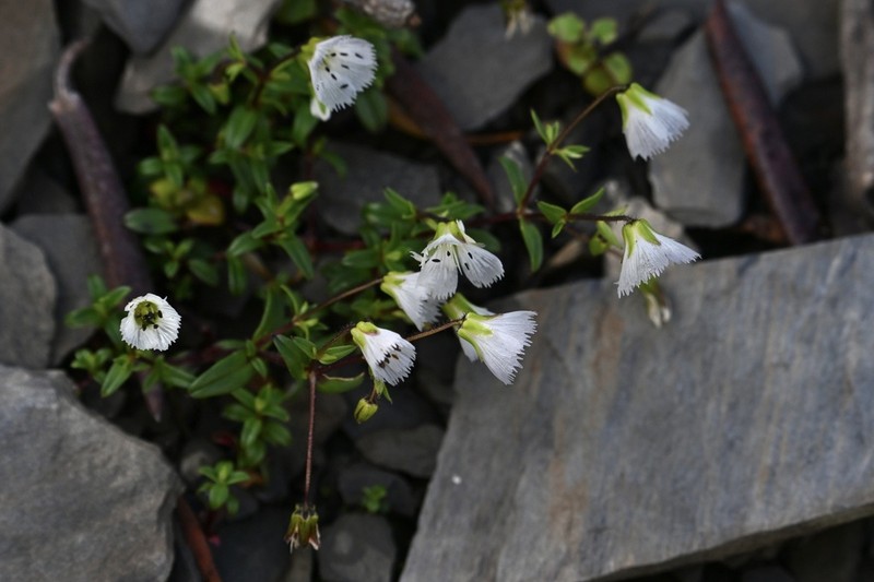 Odontostemma delavayi photo 2
