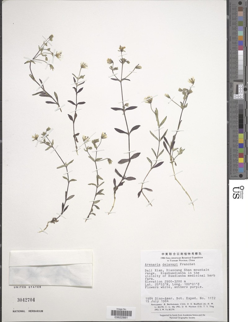 Odontostemma delavayi photo 3