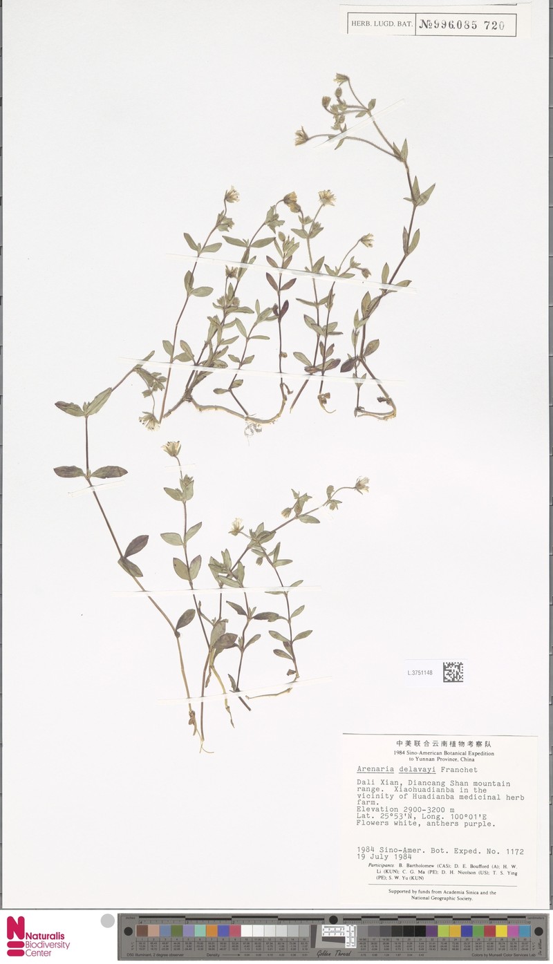 Odontostemma delavayi photo 4