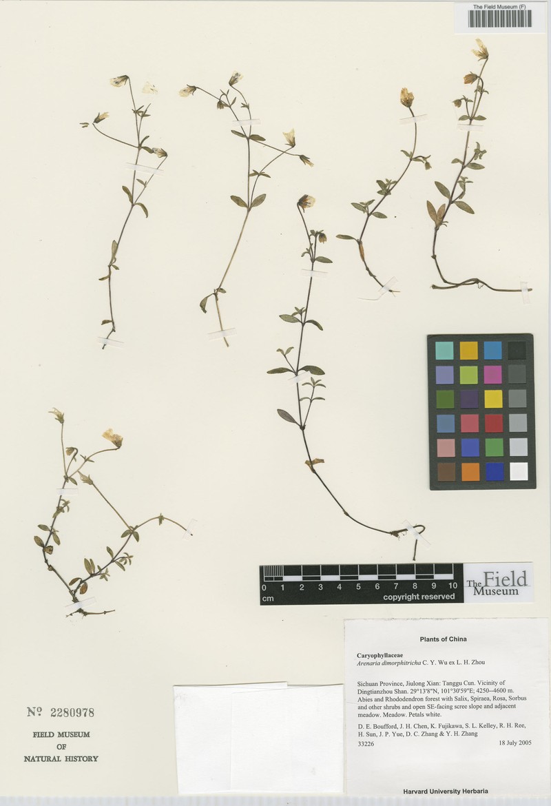 Odontostemma dimorphitrichum
