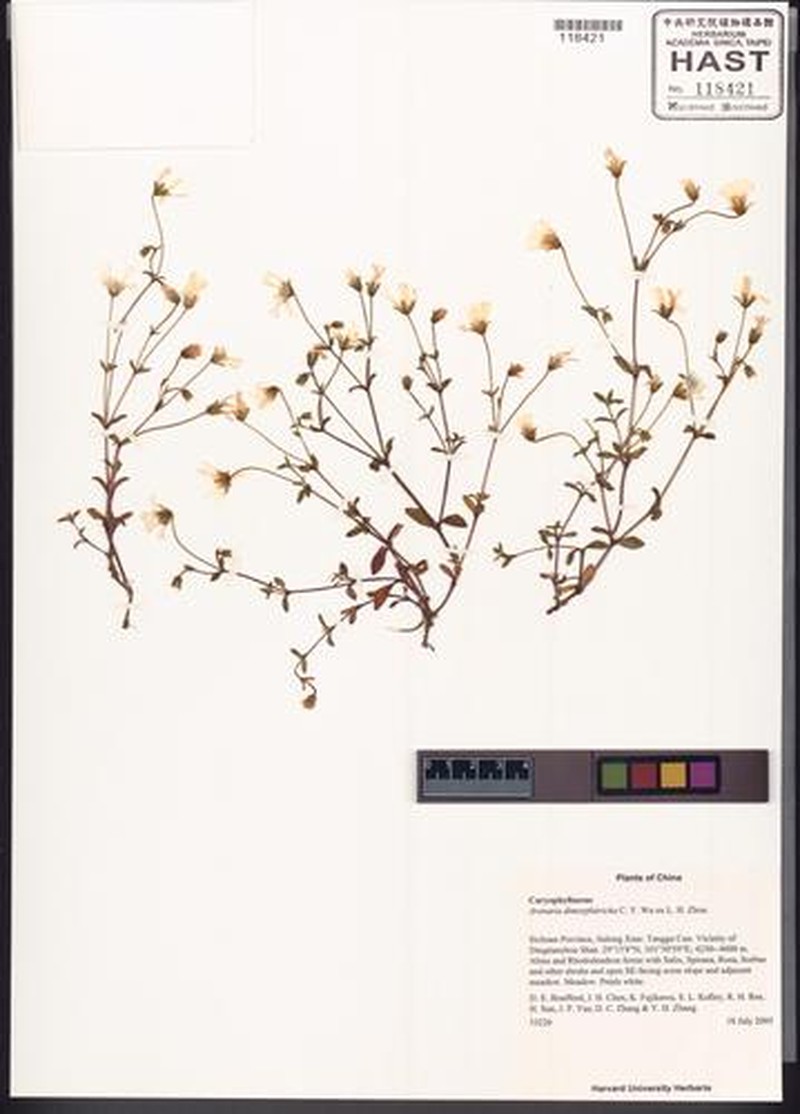 Odontostemma dimorphitrichum photo 2