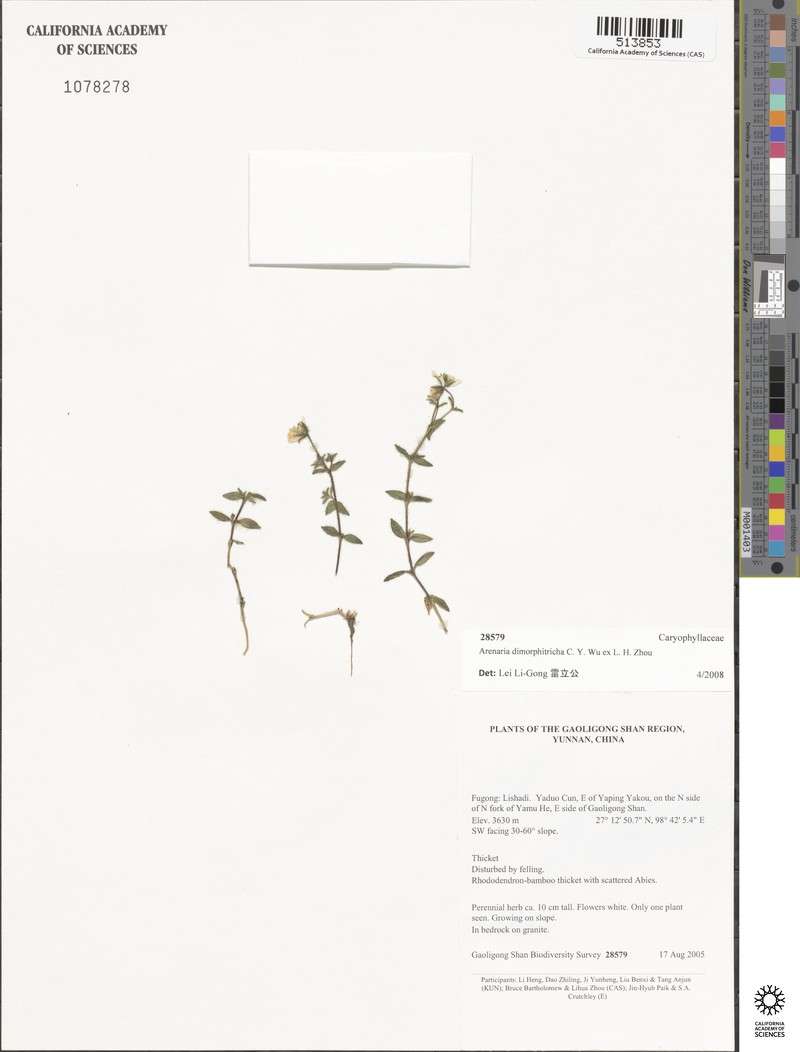 Odontostemma dimorphitrichum photo 3