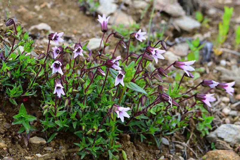 Odontostemma euodontum photo 2