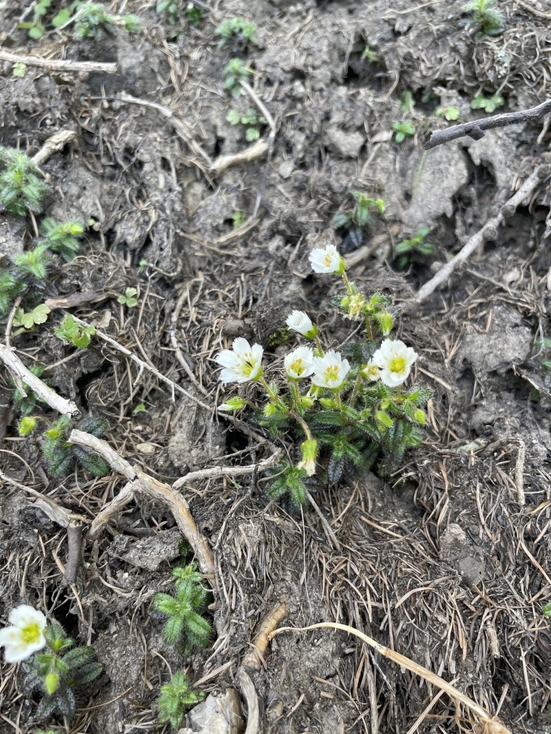 Odontostemma fimbriatum