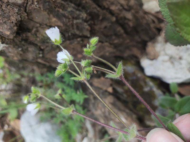 Odontostemma fridericae