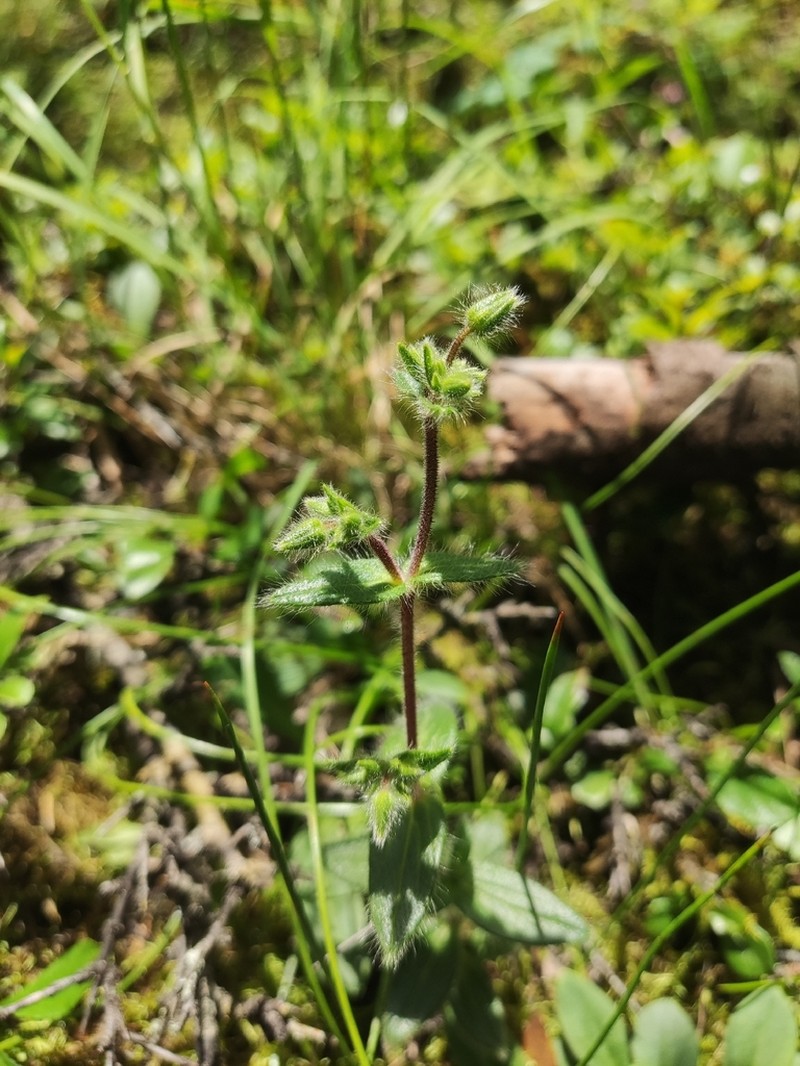 Odontostemma fridericae photo 2