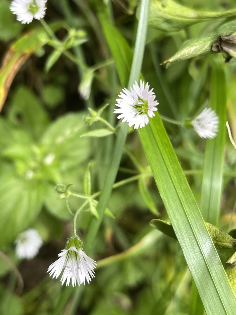 Odontostemma giraldii
