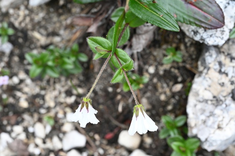 Odontostemma glandulosum