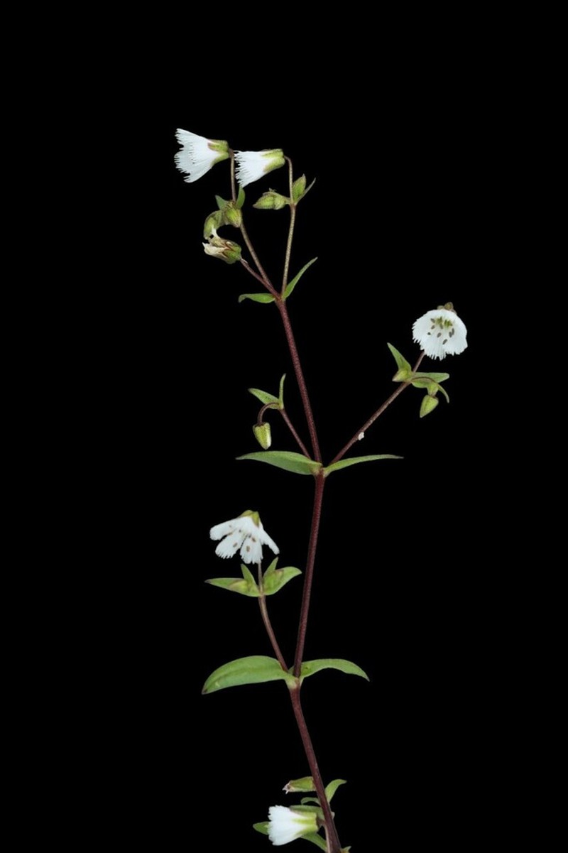 Odontostemma glandulosum photo 2
