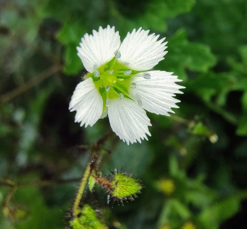Odontostemma glandulosum photo 3