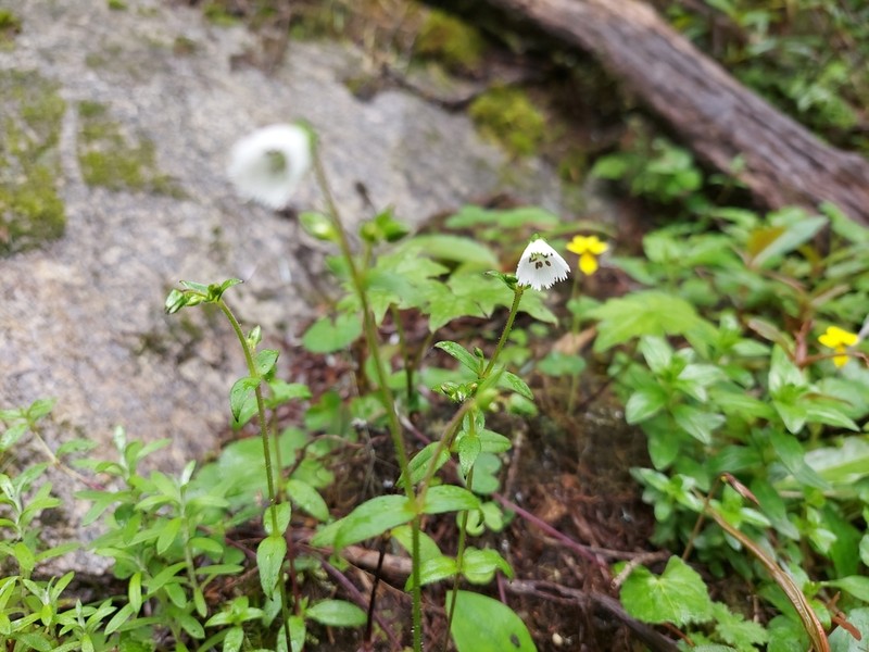 Odontostemma glandulosum photo 4