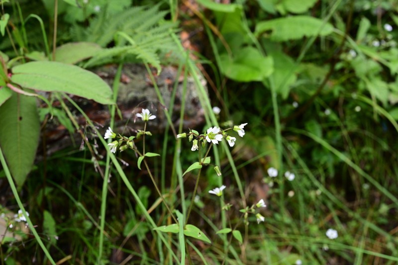 Odontostemma glandulosum photo 5