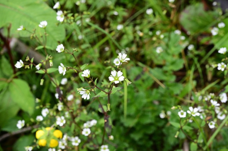 Odontostemma glandulosum photo 6