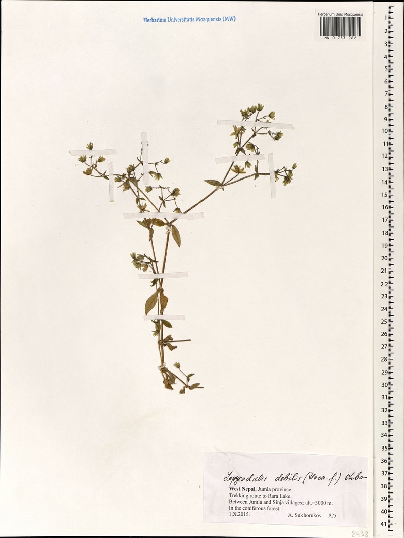Odontostemma glandulosum photo 7