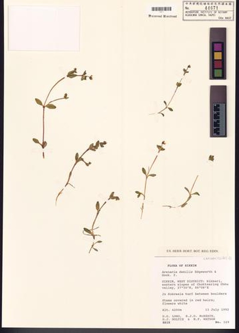 Odontostemma glandulosum photo 8
