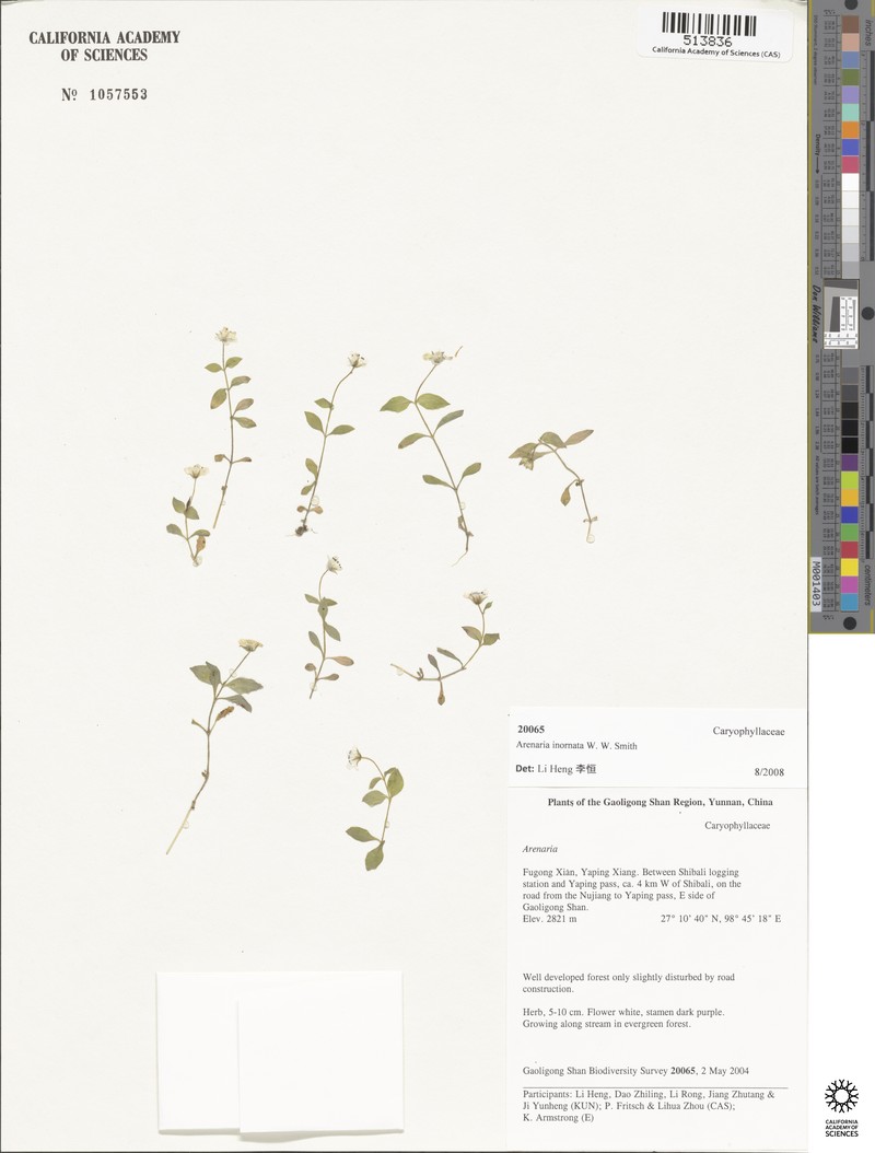 Odontostemma inornatum photo 2