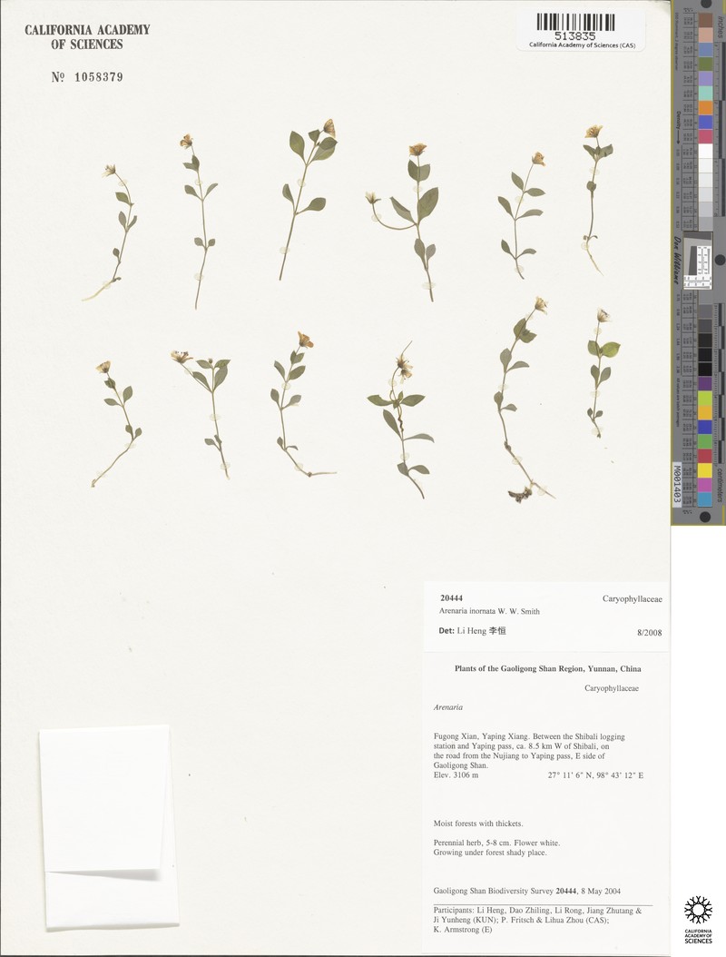 Odontostemma inornatum photo 3