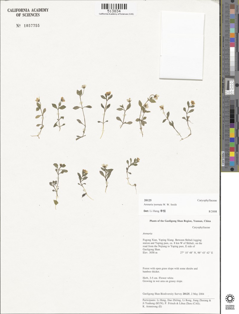 Odontostemma inornatum photo 4