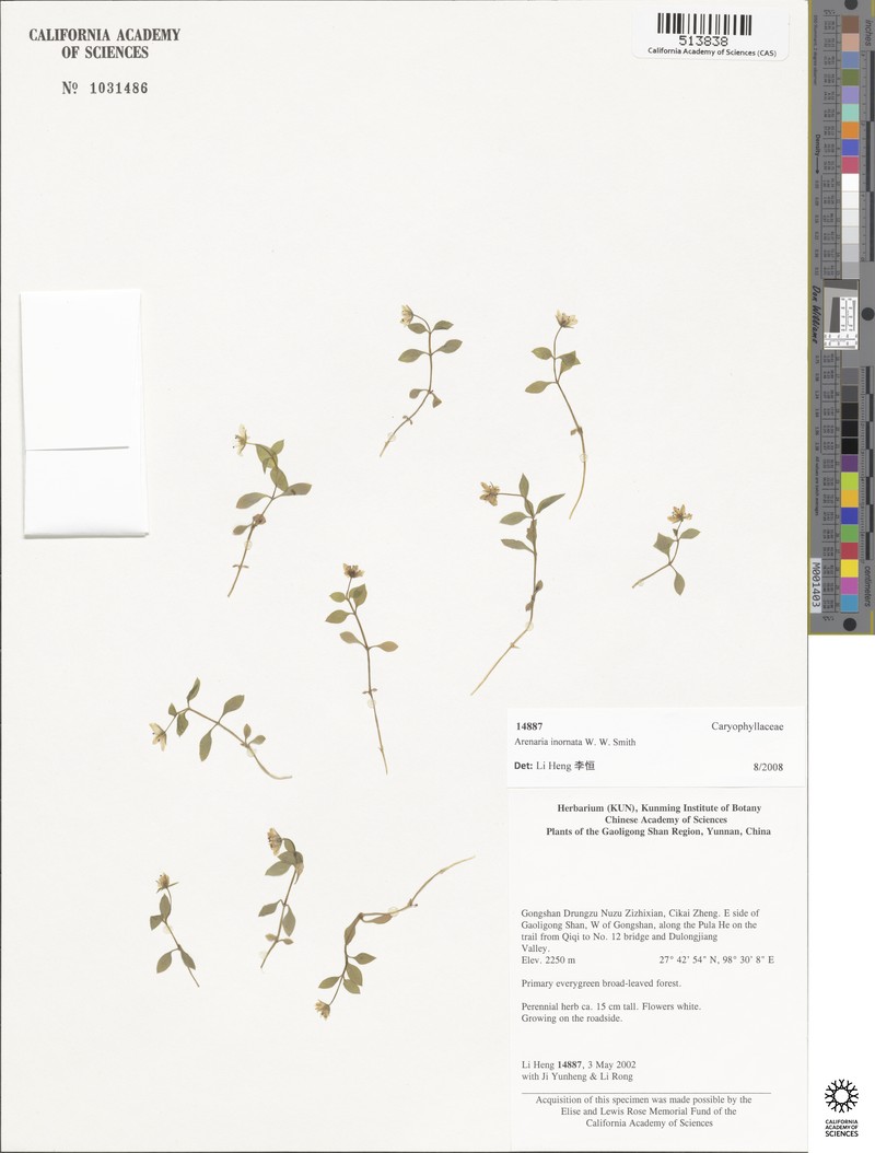 Odontostemma inornatum photo 5
