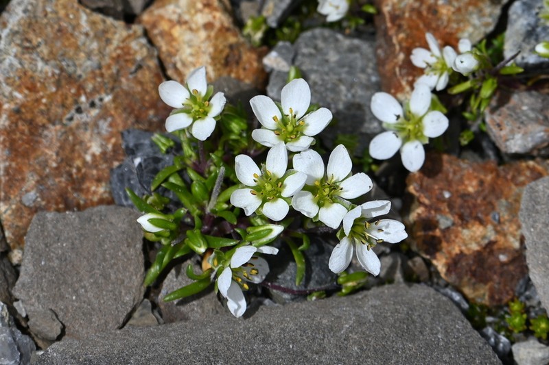 Odontostemma longistylum