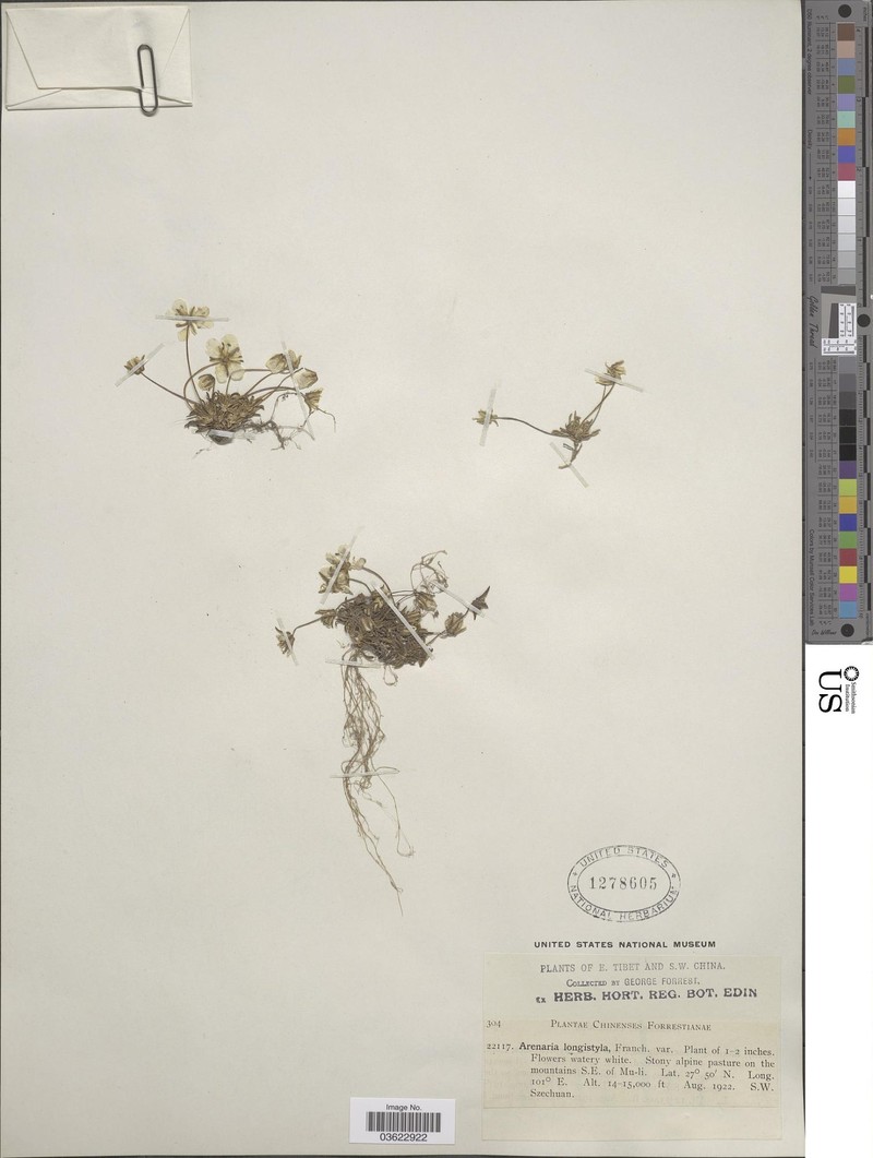 Odontostemma longistylum var. pleurogynoides