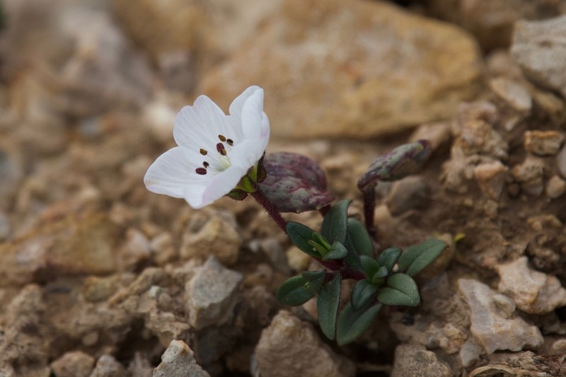 Odontostemma melanandrum
