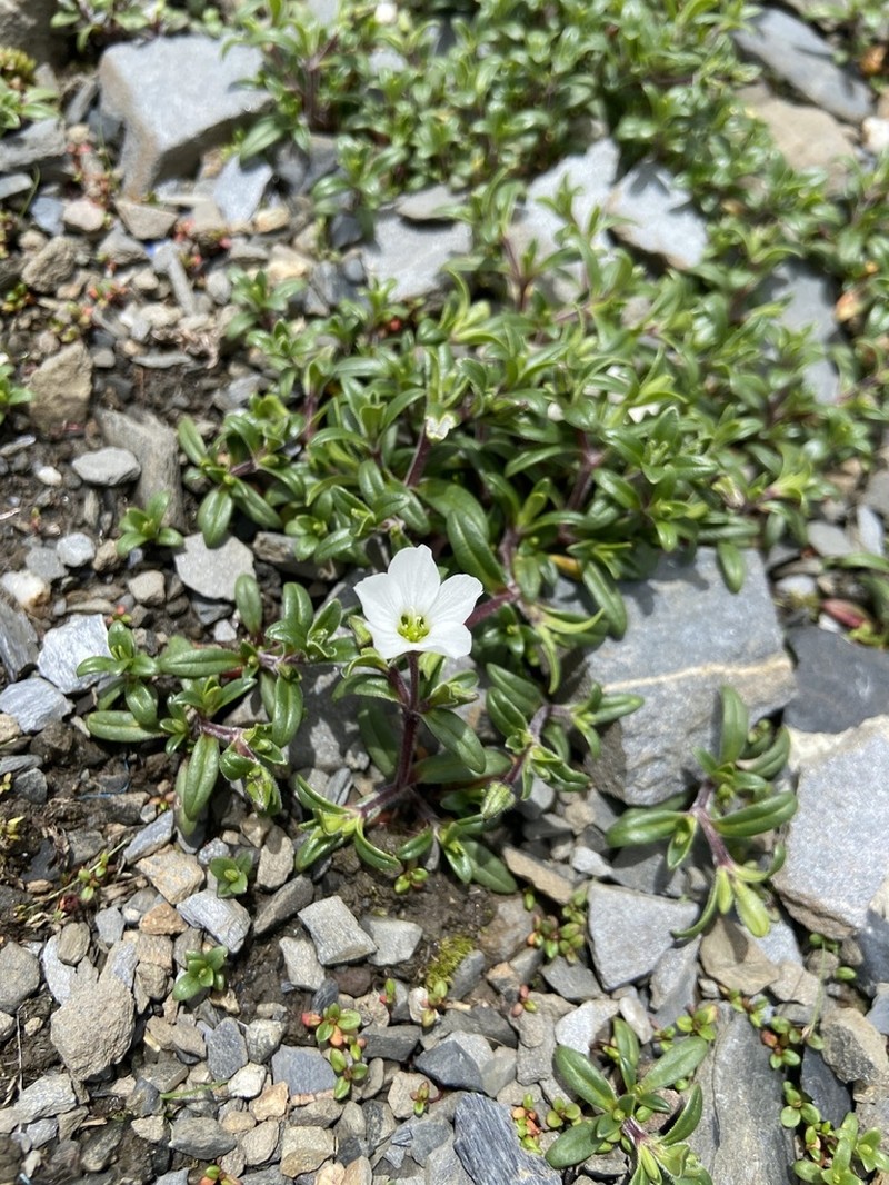 Odontostemma melanandrum photo 2
