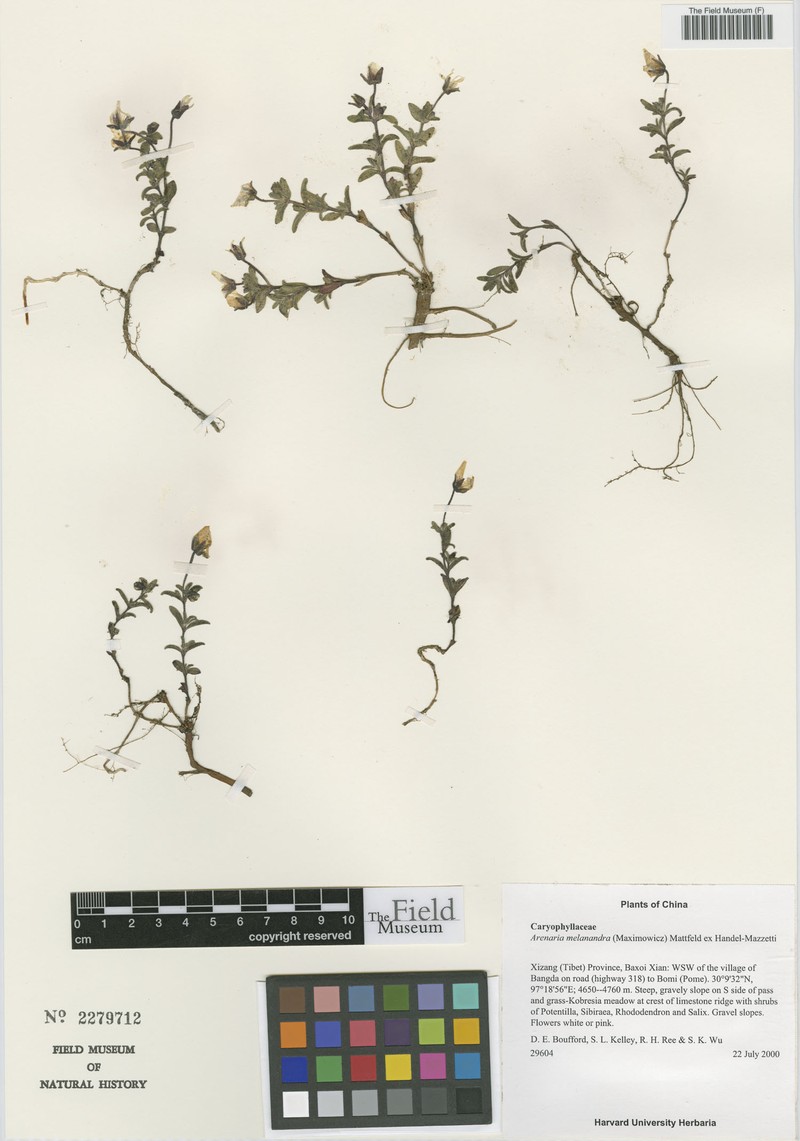 Odontostemma melanandrum photo 3