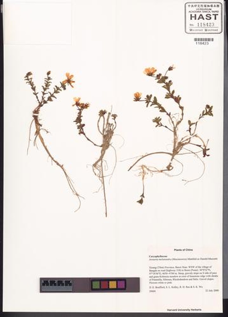 Odontostemma melanandrum photo 4